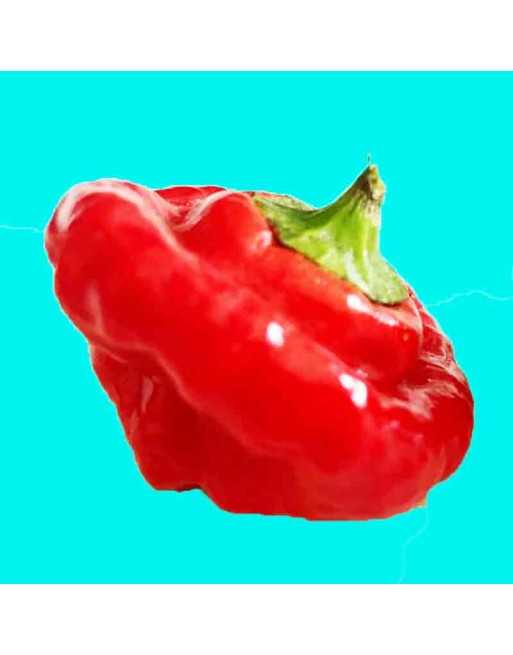 Red Jamaican Hot Pepper, Jamaica, Scotch Bonnet Type  Pepper Seeds - [ Shop Canadian Seeds Online ]  - Pepper Seeds - 