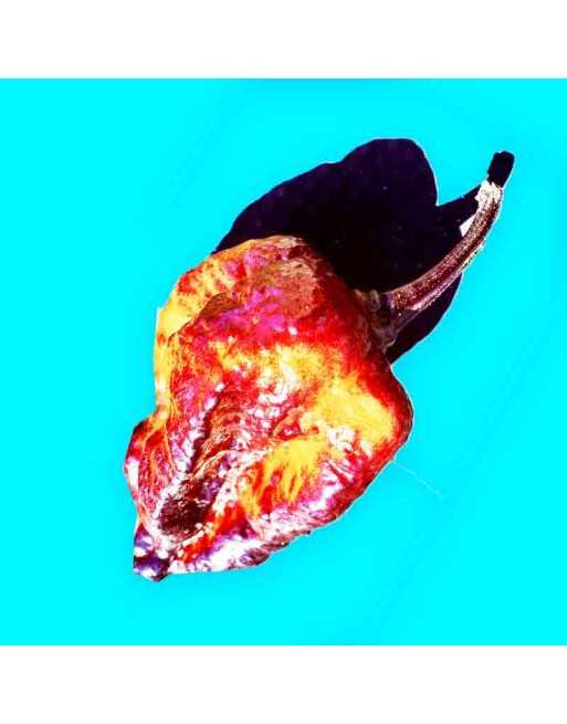 Brazilian Pimenta da Cachorro, Rare Pepper, Hot Pepper Seeds - [ Shop Canadian Seeds Online ]  - Pepper Seeds - 