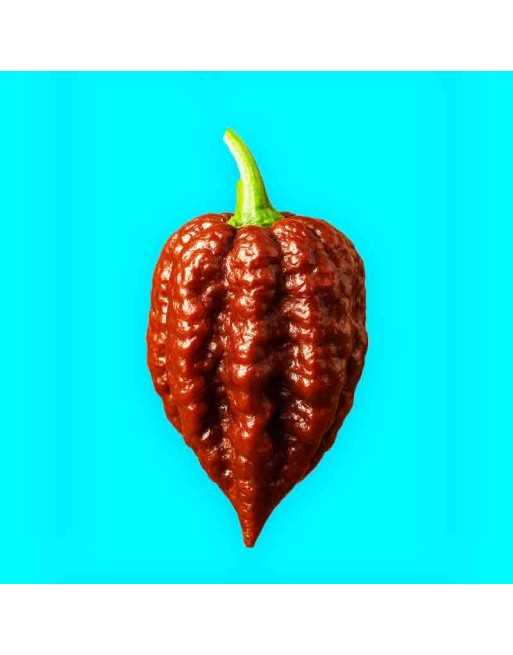 7Pot Primo Superhot Pepper, Trinidad 7 Pot Primo Hot Pepper Seeds - [ Shop Canadian Seeds Online ]  - Pepper Seeds - 