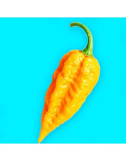 Orange Bhut Jolokia Tasmanian Ghost Pepper Seeds, Super Hot Pepper - [ Shop Canadian Seeds Online ]  - Pepper Seeds - 