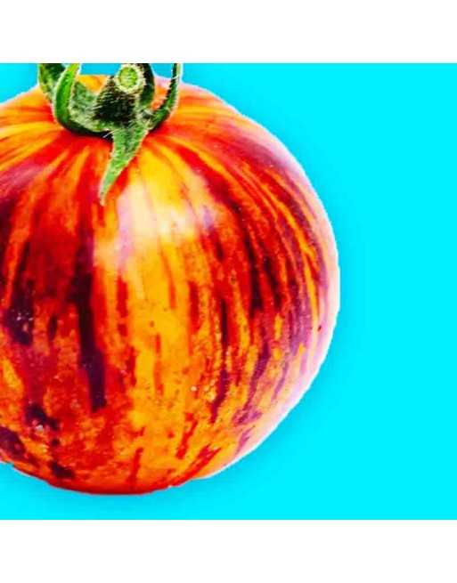 Queen of the Night Tomato, German Heirloom, Slicing Tomato - [ Shop Canadian Seeds Online ]  - Tomato Seeds - 