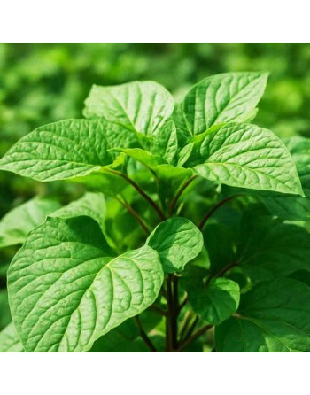 Organic Jamaican Callaloo Leaf Callaloo Amaranth, Jamaican Callaloo Seeds, Caribbean - [ Shop Canadian Seeds Online ]  - Amarant