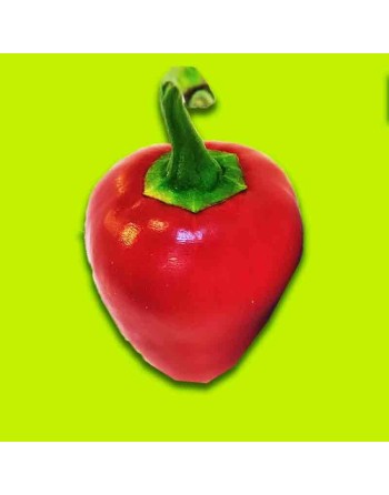 Round Pimento, Spanish, Sweet Pepper, Spain, Stuffing Pepper, Pepper Seeds - [ Shop Canadian Seeds Online ]  - Pepper Seeds - 