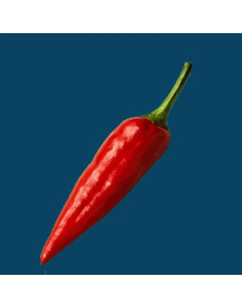 Stocky Red Italian Rooster Pepper, Pepper Seeds - [ Shop Canadian Seeds Online ]  - Pepper Seeds - 