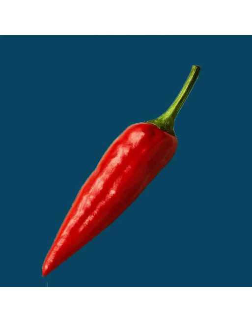 Stocky Red Italian Rooster Pepper, Pepper Seeds - [ Shop Canadian Seeds Online ]  - Pepper Seeds - 