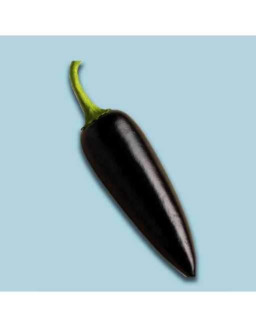 Hungarian Black Jalapeño, Low Heat, Mild Pepper Seeds - [ Shop Canadian Seeds Online ]  - Pepper Seeds - 