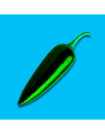 TAM Jalapeño, Low-Mild Hot Pepper, Texas Origin Pepper Seeds - [ Shop Canadian Seeds Online ]  - Pepper Seeds - 