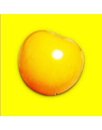 Golden Nugget Cherry Tomato, Winner of the RHS Award of Garden Merit. - [ Seed2Go.ca ] - [Seed Packets] - Grape & Cherry Tomatoe