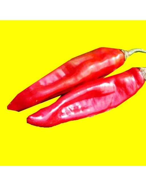 Puya Pepper Guajillo Type, Mole Sauce, Low-Mild Mexican Chile Pepper - [ Shop Canadian Seeds Online ]  - Pepper Seeds - 