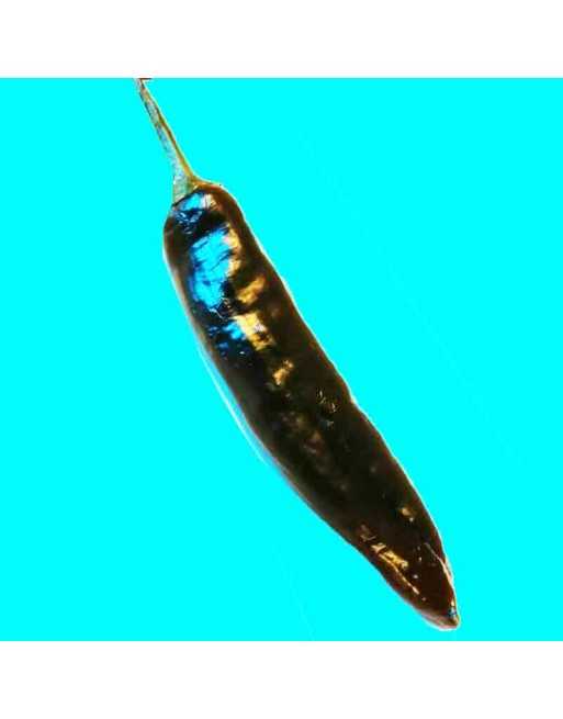 Pasilla Bajio Chili, Negro Chilaca Pepper, Poblano Type, Mole, Mild Hot Pepper, Mexican Pepper - [ Seed2Go.ca ] - [Seed Packets]