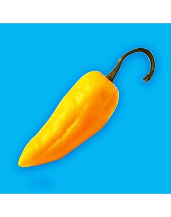 Orange Lantern Habanero Pepper, Sweet, Fruity, Spicy  Pepper Seeds - [ Shop Canadian Seeds Online ]  - Pepper Seeds - 