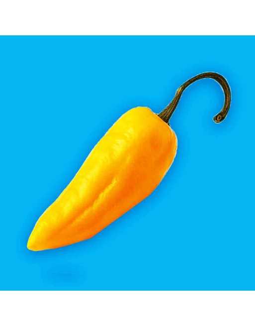 Orange Lantern Habanero Pepper, Sweet, Fruity, Spicy  Pepper Seeds - [ Shop Canadian Seeds Online ]  - Pepper Seeds - 