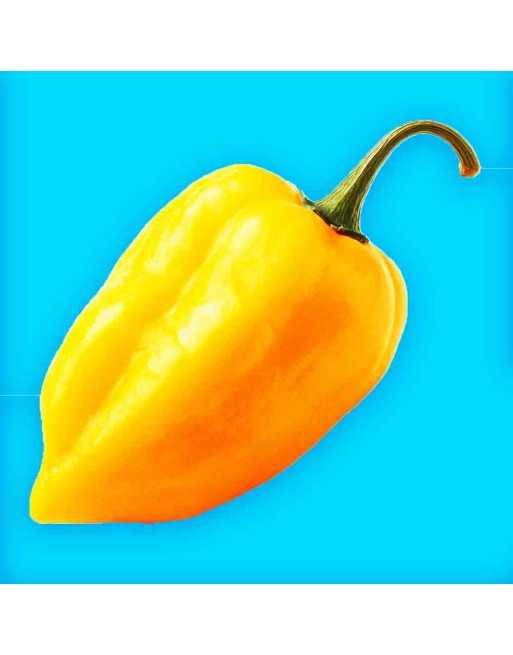 Habanero Mexican Orange, Hot Pepper Seeds, Yutican Mayan  Pepper Seeds - [ Shop Canadian Seeds Online ]  - Pepper Seeds - 