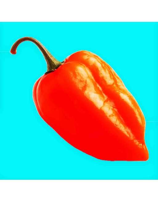 Red Habanero Caribbean Pepper, Smaller Habanero, Island Habanero,  Pepper Seeds - [ Shop Canadian Seeds Online ]  - Pepper Seeds
