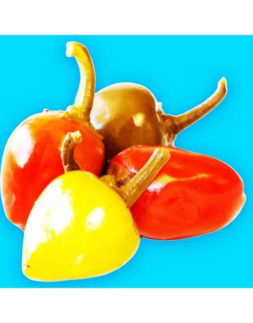 Yellow Cherry Pepper Seeds, Sweet, Kosovo, North Macedonia Pepper Seeds - [ Seed2Go.ca ] - [Seed Packets] - Pepper Seeds - 
