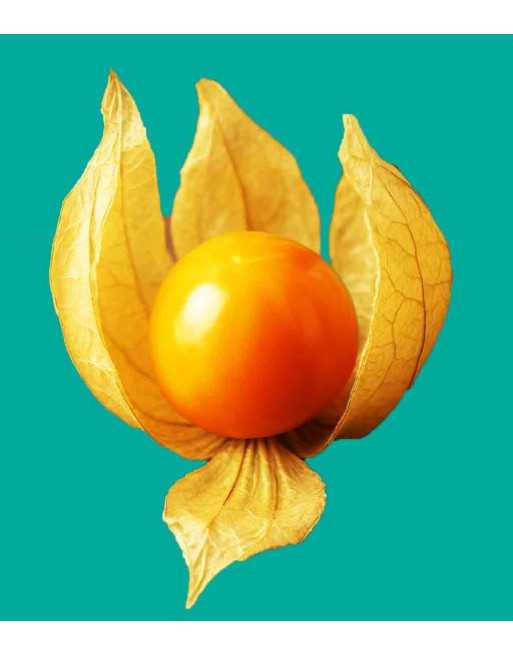 Uchuva Yellow Ground Cherry, Peru, Heirloom - [ Seed2Go.ca ] - [Seed Packets] - Ground Cherry - 