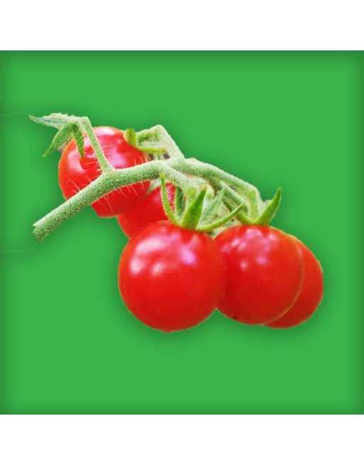 Mexico Midget, Tiny Red Cherry Tomato Seeds, Winner of SSE Tomato Tasting - [ Shop Canadian Seeds Online ]  - Grape & Cherry Tom