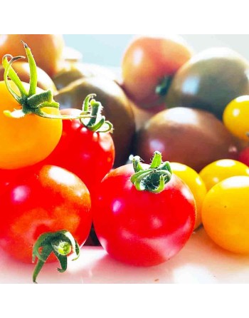 Rainbow Cherry Tomato Seeds Mix, Red, Green, Yellow, Orange, Purple, Chocolate - [ Shop Canadian Seeds Online ]  - Grape & Cherr