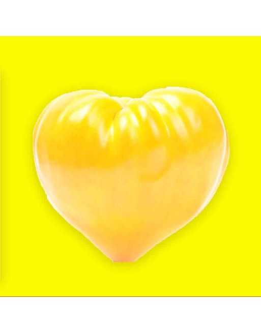 Yellow Oxheart Tomato, European, Tomato Seeds, Juice Maker! - [ Shop Canadian Seeds Online ]  - Tomato Seeds - 