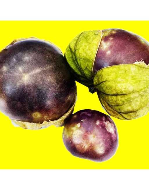 Toma Purple Tomatillo Seeds, Little Tomato, Mexican, Purple Salsa - [ Seed2Go.ca ] - [Seed Packets] - Tomatillo - 