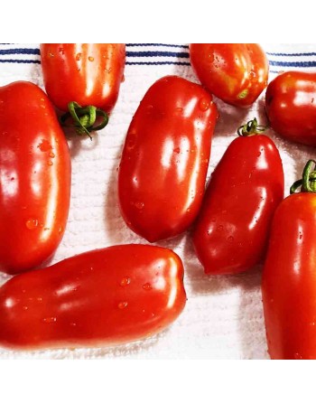 San Marzano, Indeterminate, Paste, Traditional Italian Tomato Seeds - [ Shop Canadian Seeds Online ]  - Tomato Seeds - 