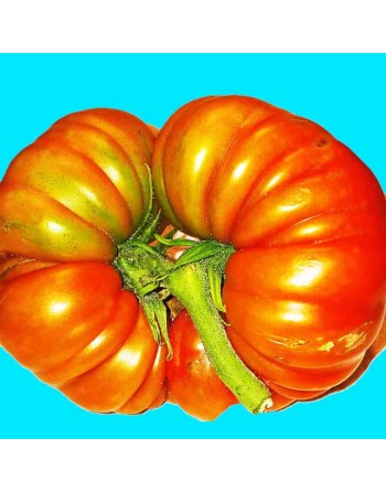 Super Marmande French Beefsteak Tomato Seeds - [ Shop Canadian Seeds Online ]  - Tomato Seeds - 