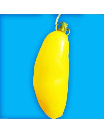Banana Legs, Determinate, Yellow Bush Tomato Seeds, North American - [ Shop Canadian Seeds Online ]  - Tomato Seeds - 