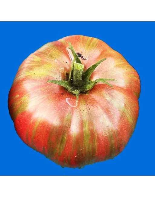 Pink Berkeley Tie Dye Beefsteak Tomato, Hybrid, Cross of Green Zebra and Cherokee Purple - [ Shop Canadian Seeds Online ]  - Tom