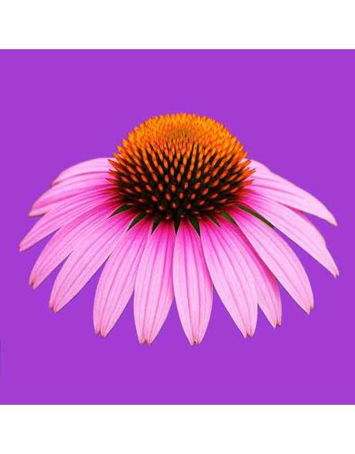 Purple Coneflower, Perennial Echinacea Herb Flower Seeds - [ Seed2Go.ca ] - [Seed Packets] - Echinacea - 