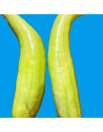 Makono Melon, Variety Green-Veined Oriental Pickling Melon, Asian White Melon - [ Shop Canadian Seeds Online ]  - Oriental Pickl