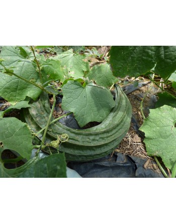 Angled Luffa Acutangula, (Extra Long) Edible, Sponge - [ Seed2Go.ca ] - [Seed Packets] - Okra - 