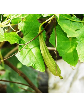 Angled Luffa Acutangula, (Extra Long) Edible, Sponge - [ Seed2Go.ca ] - [Seed Packets] - Okra - 