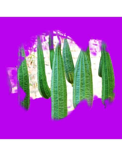 Angled Luffa Acutangula, (Extra Long) Edible, Sponge - [ Seed2Go.ca ] - [Seed Packets] - Okra - 