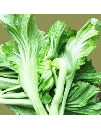 Shuidong Mustard Cabbage Seeds 水东鸡心芥菜, Mustard Chinese - [ Seed2Go.ca ] - [Seed Packets] - Mustard & Greens - 