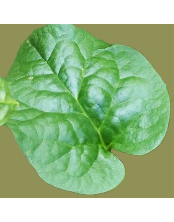 Malabar Poi Indian Dark Green Spinach, Green Round Leaf, Madhuri, भारतीय गहरा हरा पालक - [ Shop Canadian Seeds Online ]  - Spina