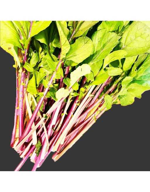Hon Tsai Tai Mustard, Asian, Broccoli, Leafy Green - [ Seed2Go.ca ] - [Seed Packets] - Mustard & Greens - 