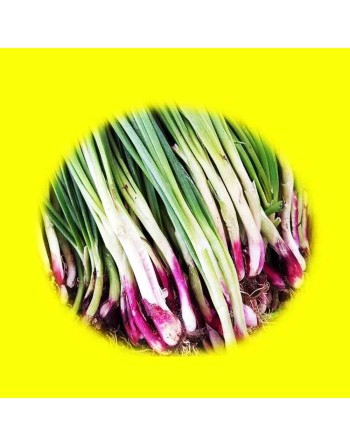 Asian Bunching Onion, Red Beard, Bunching Onion Seeds - [ Seed2Go.ca ] - [Seed Packets] - Onion - 
