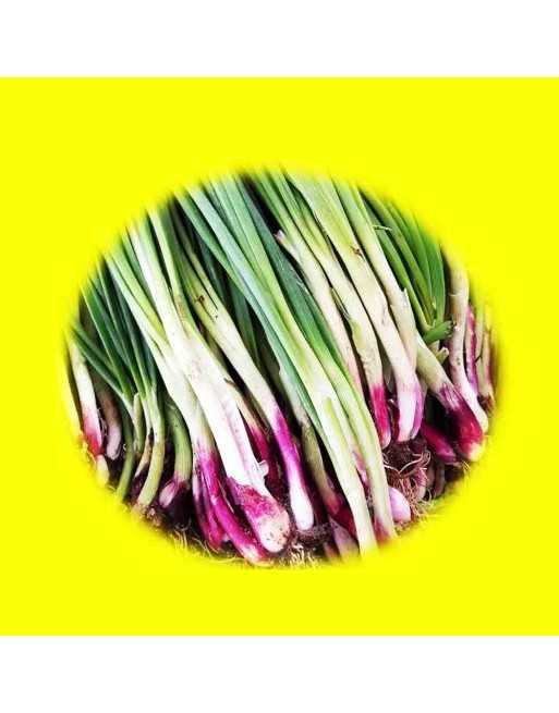 Asian Bunching Onion, Red Beard, Bunching Onion Seeds - [ Seed2Go.ca ] - [Seed Packets] - Onion - 