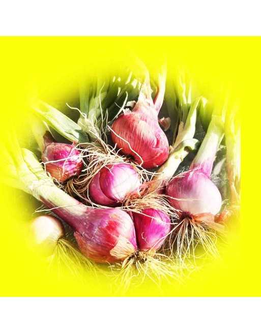 Rossa di Tropea Italian Elongated Red Onion, Torpedo Onion Seeds, Calabrese - [ Shop Canadian Seeds Online ]  - Onion - 