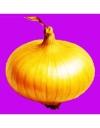 Onion Borettana Of Parma, Italy, Cipolline Flat Onion Seeds - [ Shop Canadian Seeds Online ]  - Onion - 