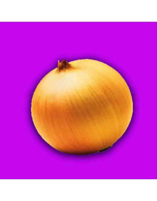 Sweet Spanish Golden Yellow Onion Seeds - [ Shop Canadian Seeds Online ]  - Onion - 