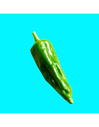 Padrón, Sweet Spanish, Pimientos de Padrón, Heirloom Pepper, Organic Pepper Seeds - [ Seed2Go.ca ] - [Seed Packets] - Pepper See