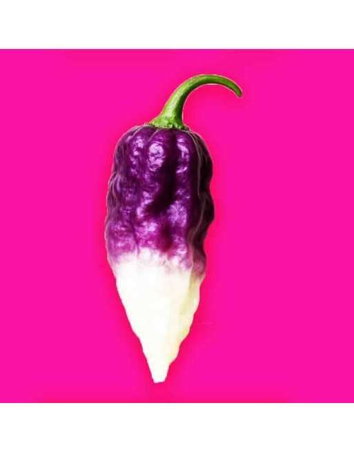 Purple/White Hybrid Ghost Pepper, Bhut Jolokia Pepper, Bhut Jolokia, Indian Favorite,  Pepper Seeds - [ Shop Canadian Seeds Onli
