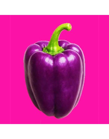 Deep Purple Bell Pepper, Beauty Sweet Pepper Seeds - [ Seed2Go.ca ] - [Seed Packets] - Pepper Seeds - 