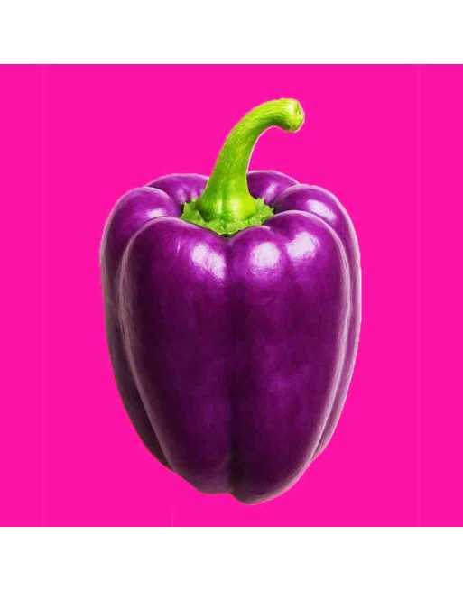 Deep Purple Bell Pepper, Beauty Sweet Pepper Seeds - [ Seed2Go.ca ] - [Seed Packets] - Pepper Seeds - 