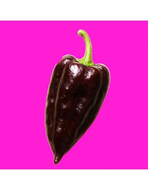 Mulato Isleño Poblano, Purple Mild Pepper, Chile Relleno Mole Sauce, Pepper Seeds - [ Seed2Go.ca ] - [Seed Packets] - Pepper See