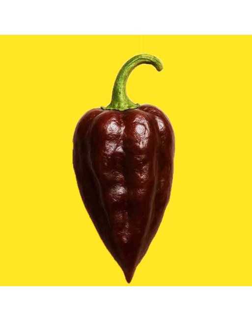 Caribbean Black Congo Habanero Chocolate Pepper Seeds - [ Shop Canadian Seeds Online ]  - Pepper Seeds - 