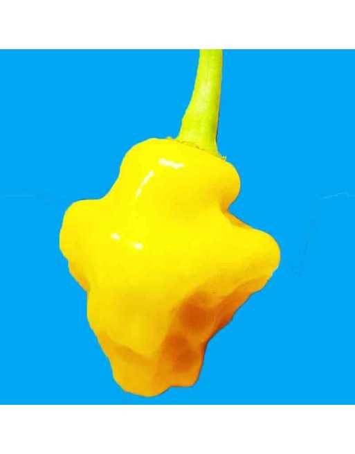 Trinidad Perfume Pepper, Sweet Habanero Pepper, Caribbean  Pepper Seeds - [ Shop Canadian Seeds Online ]  - Pepper Seeds - 