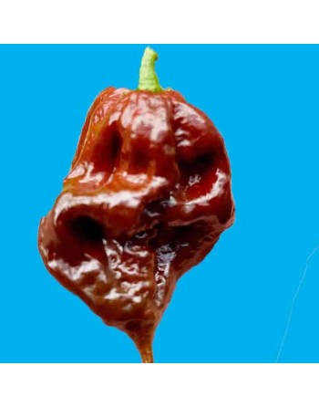 Jay's Ghost Scorpion, Chocolate Pepper, Super Hot,  Pepper Seeds - [ Shop Canadian Seeds Online ]  - Pepper Seeds - 