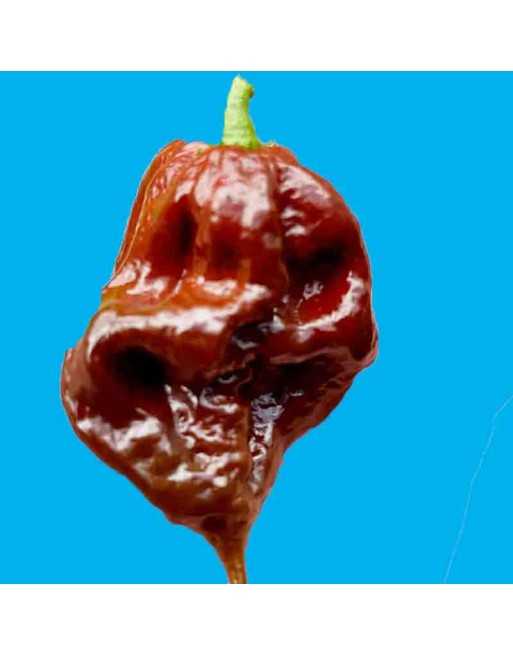 Jay's Ghost Scorpion, Chocolate Pepper, Super Hot,  Pepper Seeds - [ Shop Canadian Seeds Online ]  - Pepper Seeds - 